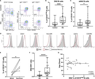 Double-negative-2 B cells are the major synovial plasma cell precursor in rheumatoid arthritis